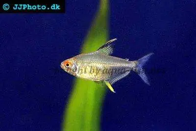 Citrontetra (Hyphessobrycon pulchripinnis)