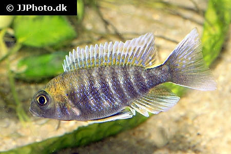 Aulonocara Jacobfreibergi