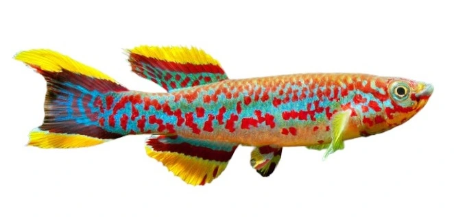 Fundulopanchax Gardneri Gardners Killifisk (tidligere Aphyosemion)