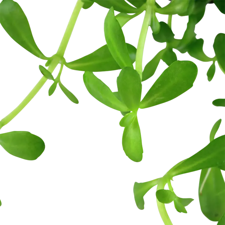 Tropica Akvarieplante i potte Bacopa monnieri Compact