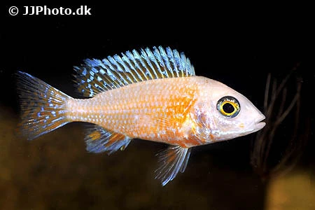 Ild Påfugle Cichlide (Aulonocara sp. Firefish)