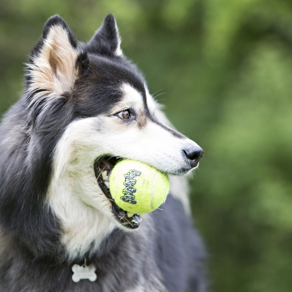 KONG Tennisbold Stor 8 cm med pivlyd - robust hundebold