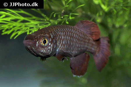 Nothobranchius Korthausae Red (killifisk)