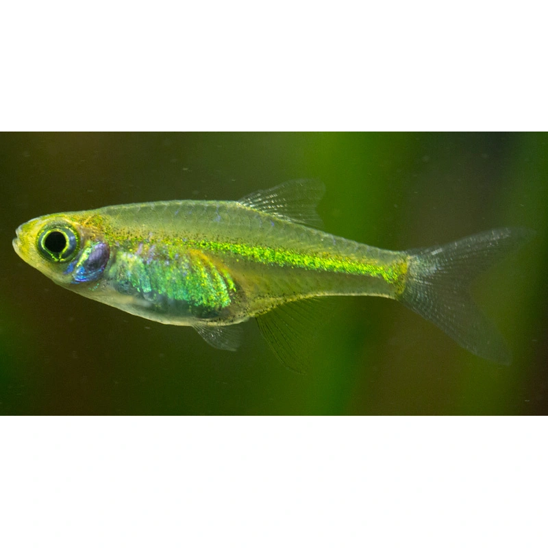 Neon Rasbora Microrasbora kubotai