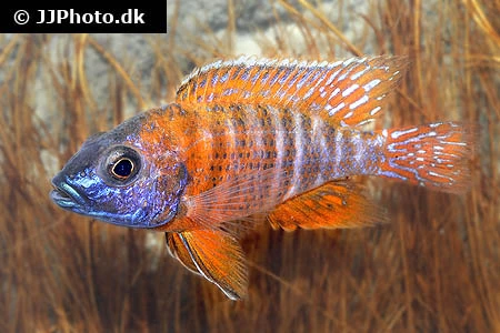 Rubin Påfugle Cichlide (Aulonocara Ruby Red)