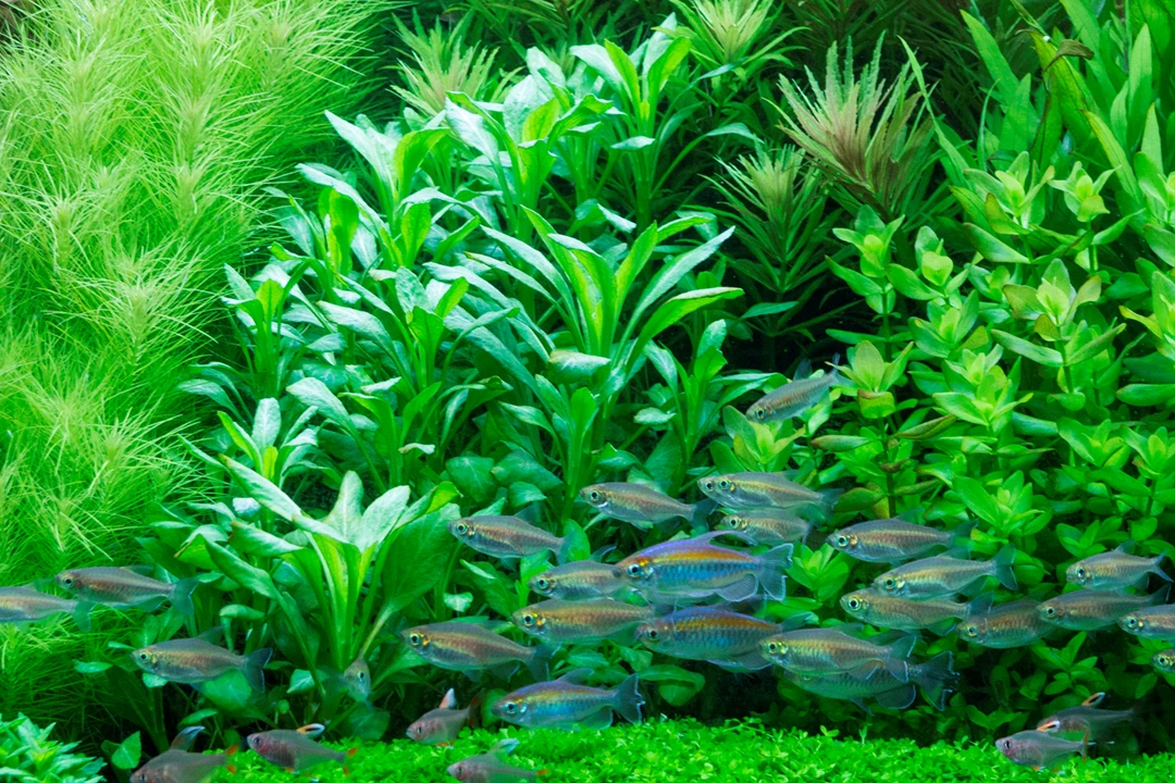 Tropica Minipot Lobelia cardinalis