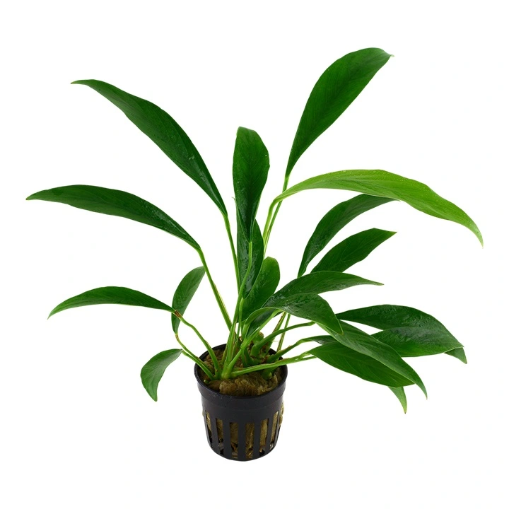 Tropica Akvarieplante i potte Anubias barteri variant glabra