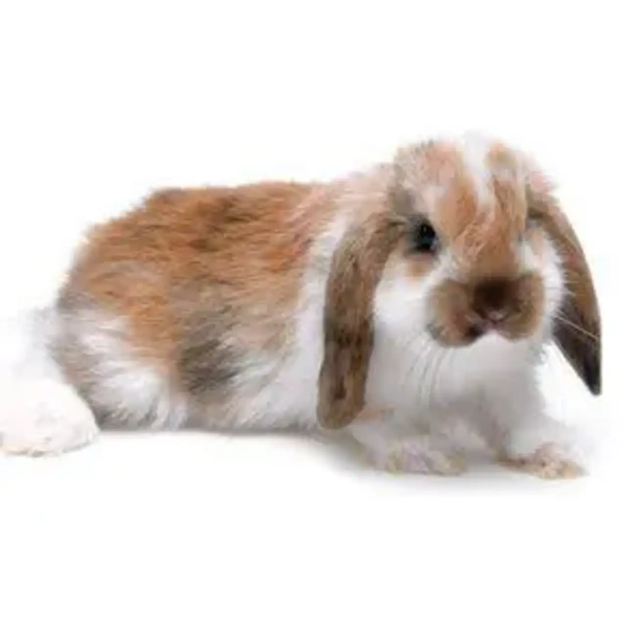 Fransk vædder kanin (Oryctolagus cuniculus)