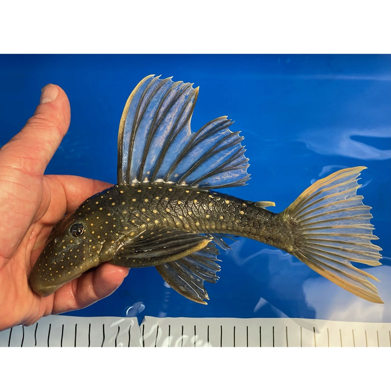 Hypostomus Luteus 22-24 cm Fase 2