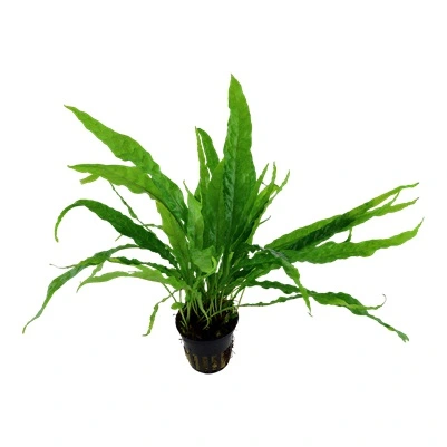 Tropica Akvarieplante i potte Microsorum pteropus