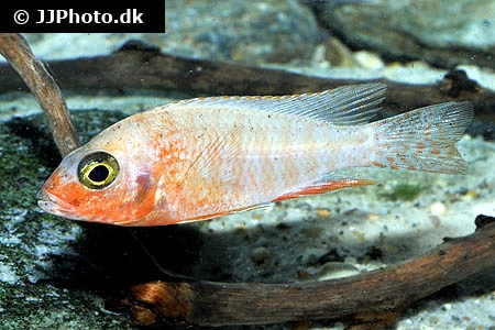 Ild Påfugle Cichlide (Aulonocara sp. Firefish)
