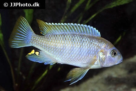Metriaclima Greshakei