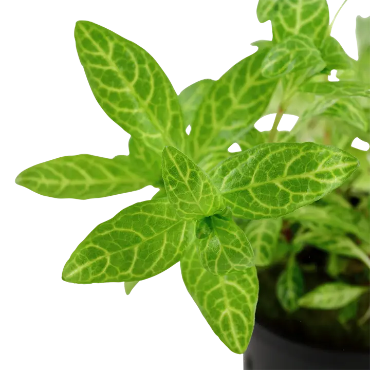 Tropica Akvarieplante i potte Hygrophila polysperma Rosanervig