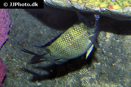 Abudefduf sexfasciatus Fembåndet sergentfisk