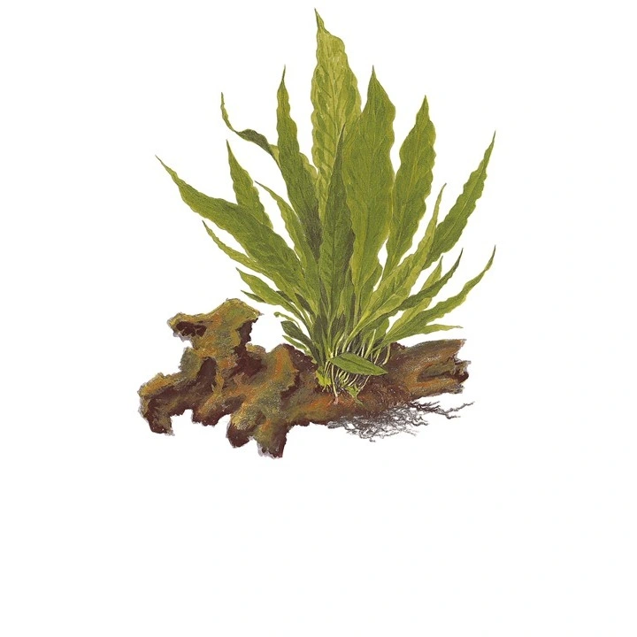 Tropica Akvarieplante i potte Microsorum pteropus