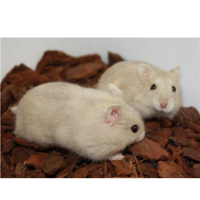 Beige Dværghamster (Phodophus sungorus)