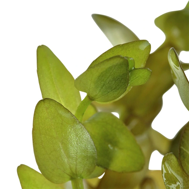 Tropica MiniPot Bacopa caroliniana