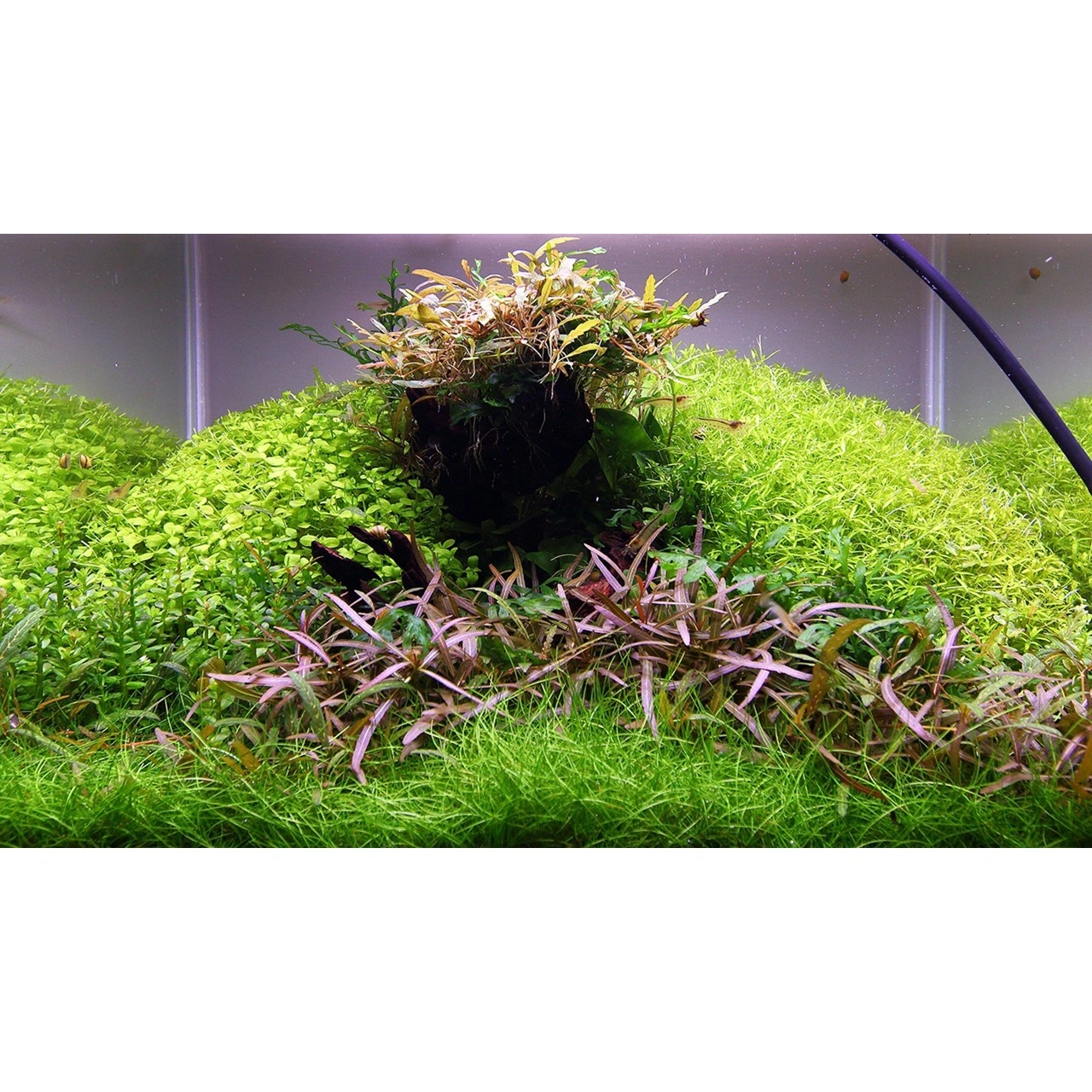 Tropica Hygrophila 'Araguaia' 1-2-GROW x 3