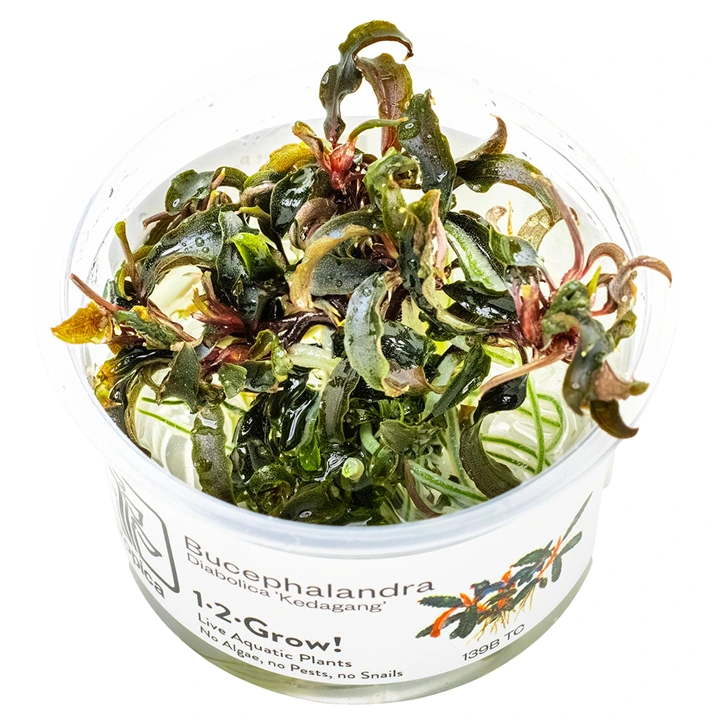 Tropica Bucephalandra Kedagang 1-2-Grow