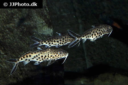 Dværg Fjerskægmalle (Synodontis petricola)