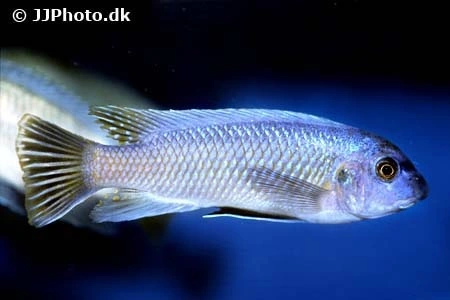 Trewawasae Malawi Cichlide (Labeotropheus trewawasae)