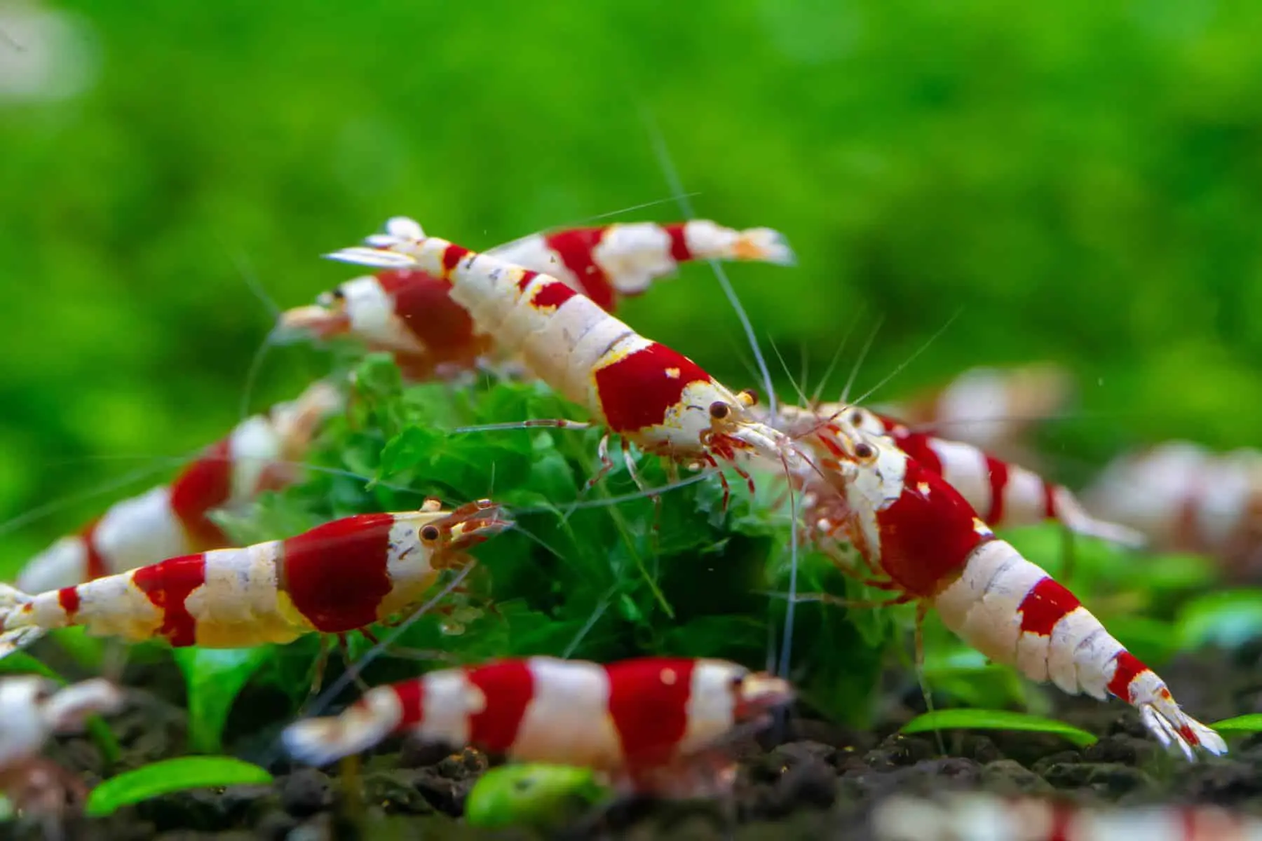 Krystalrøde Rejer (Caridina cantonensis Variant Crystal Red Shrimp)