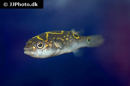 Ottetals Kuglefisk (tetraodon biocellatus)