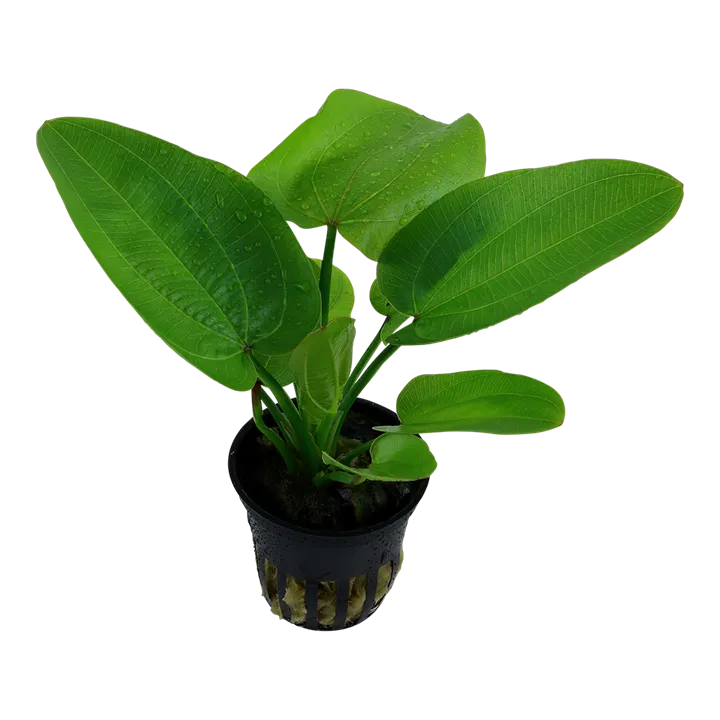 Tropica Akvarieplante i potte Echinodorus Aquartica