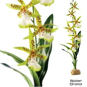 Exo Terra Spider Orkide