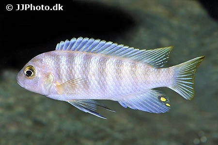 Metriaclima Greshakei