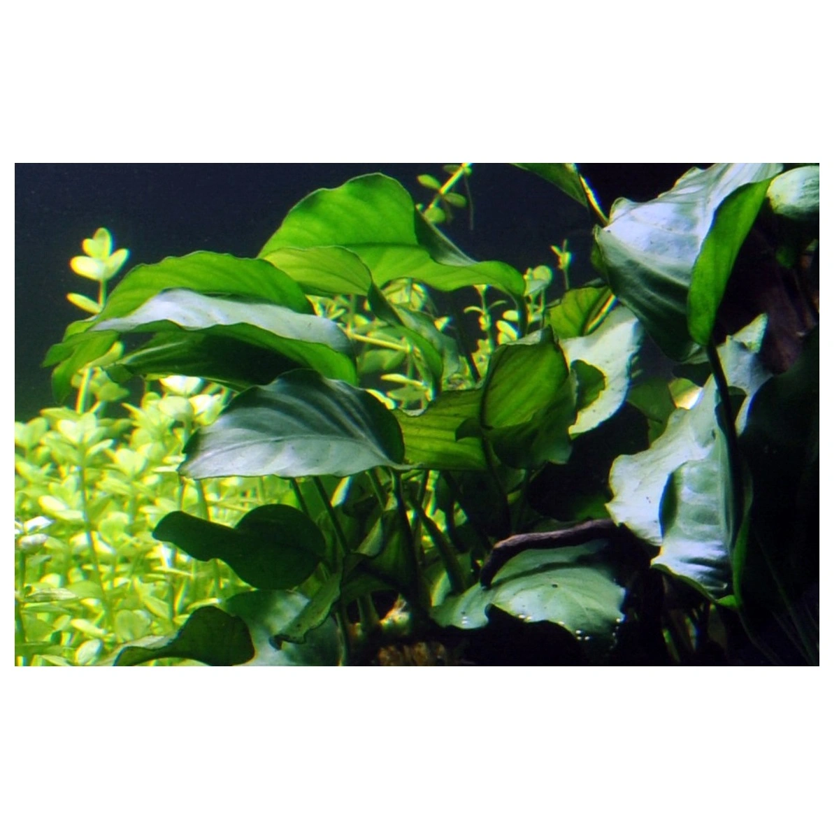 Tropica Akvarieplante i potte Anubias barteri variant barteri