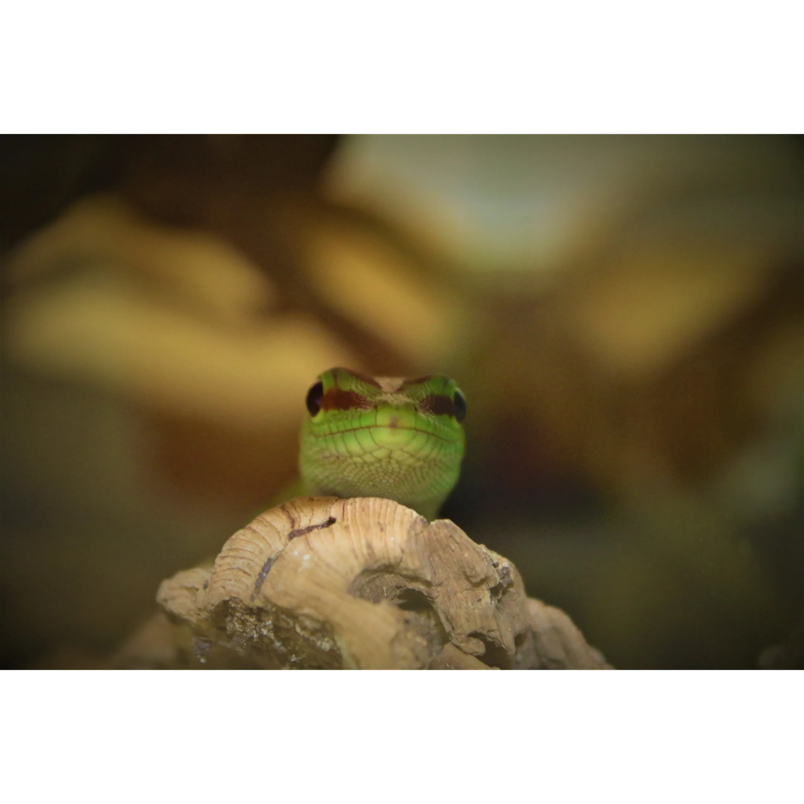 Stor daggekko (Phelsuma madagascariensis grandis)