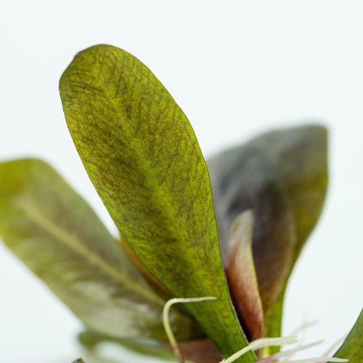 Tropica Echinodorus Reni 1-2-GROW x 3