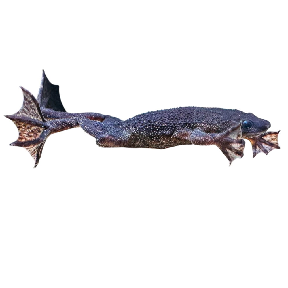 Dværgsporefrø (Hymenochirus sp)