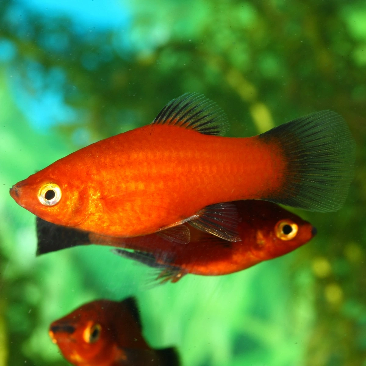 Platy Mix (Xiphophorus maculatus)