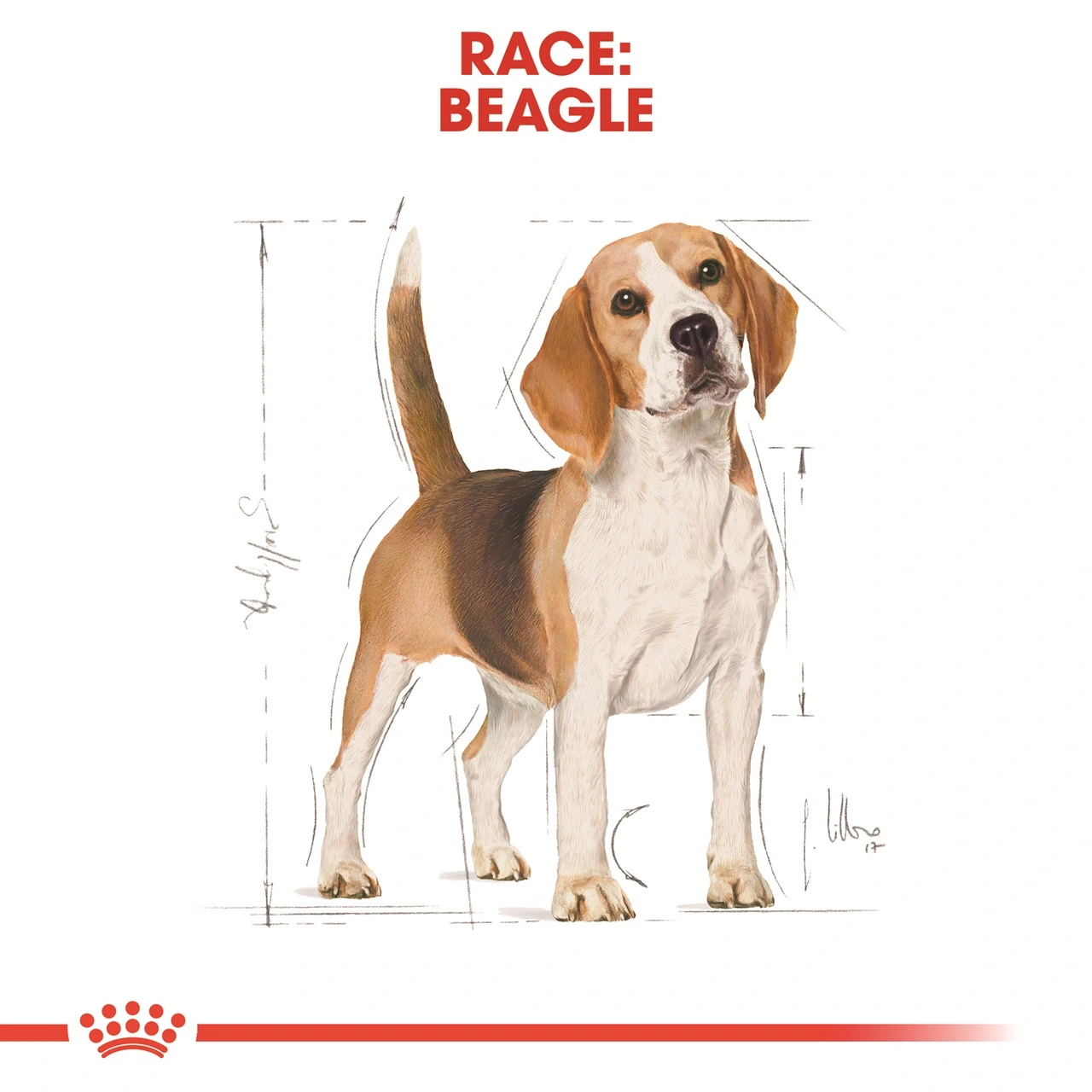 Royal Canin Beagle Adult 12 kg - tørfoder til voksne hunde