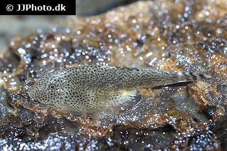Spættet Finnesuger (beaufortia leveretti)