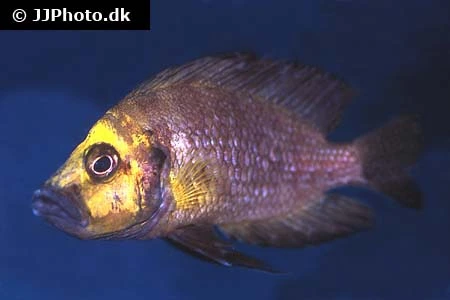 Altolamprologus compressiceps