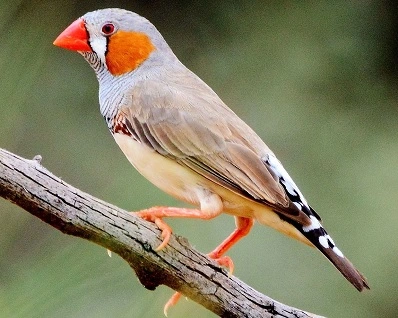 Zebrafinke (Taeniopygia guttata)