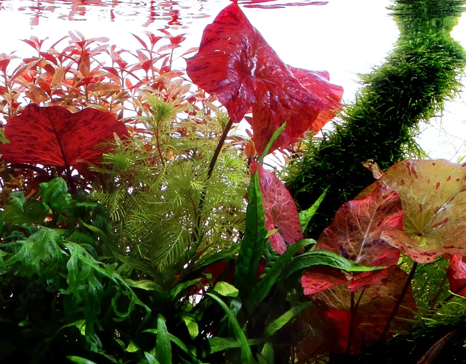 Tropica Alvarieplante i potte Nymphaea lotus zenkeri