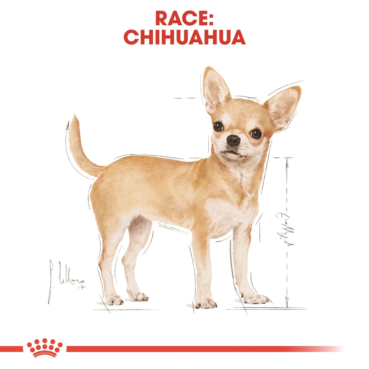 Royal Canin Chihuahua Adult 3 kg - tørfoder til små hunde