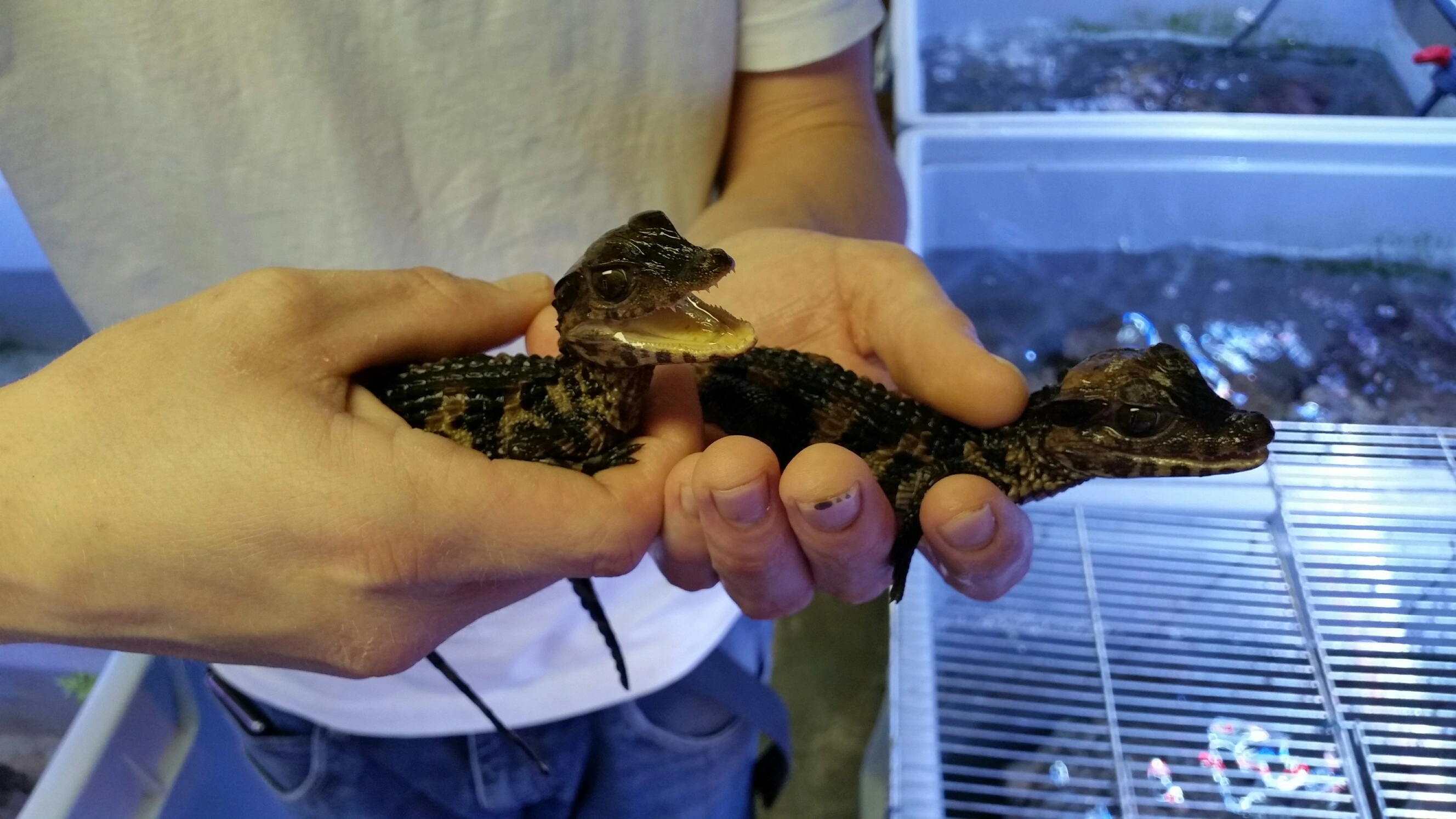 Dværg kaiman (Paleosuchus palbebrosus)