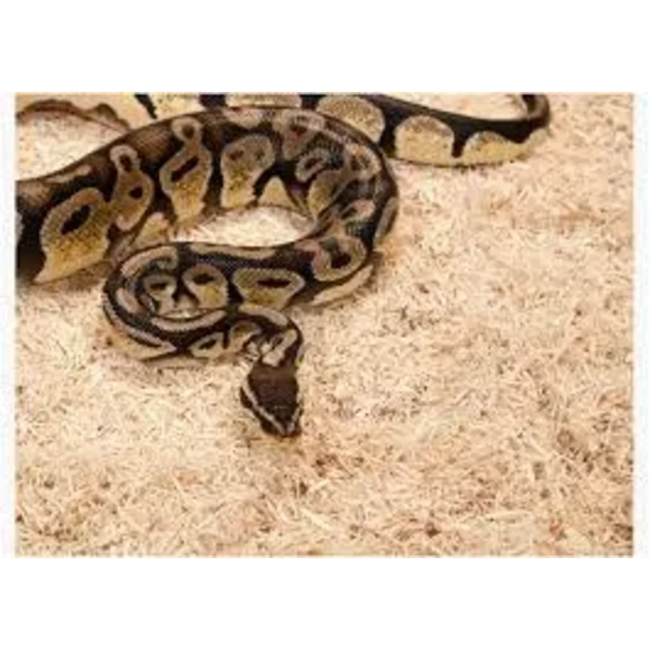 Exo Terra Snake Bedding 8,8 L
