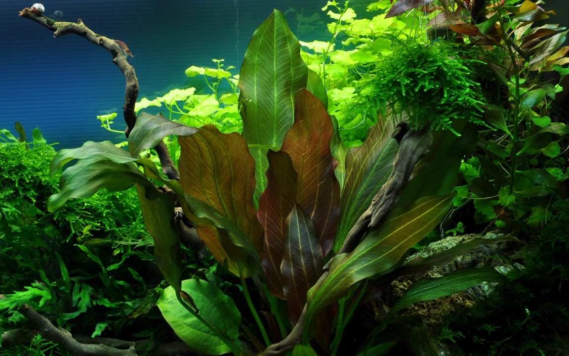 Tropica Akvarieplante i potte Echinodorus Reni