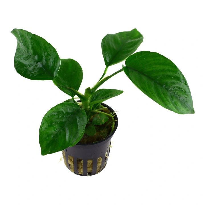 Tropica Akvarieplante i potte Anubias barteri caladiifolia