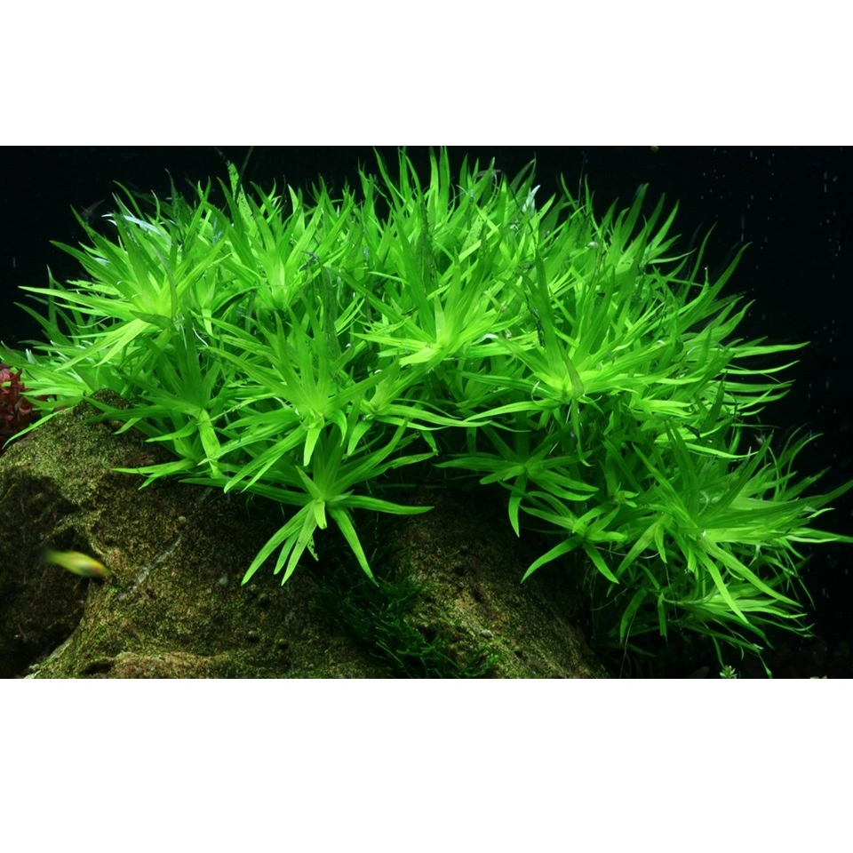 Tropica Heteranthera zosterifolia 1-2-GROW x 3