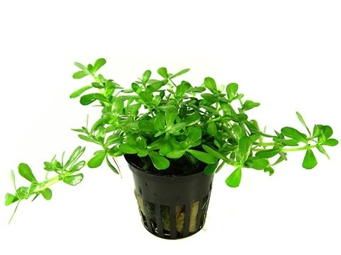 Tropica PCS Pot Bacopa Compact x 3