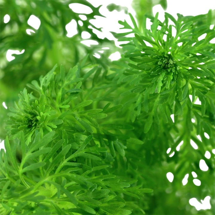 Tropica Akvarieplante i potte Limnophila sessiliflora