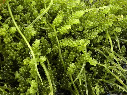 Caulerpa racemosa (alge til saltvand) Vindrue alge