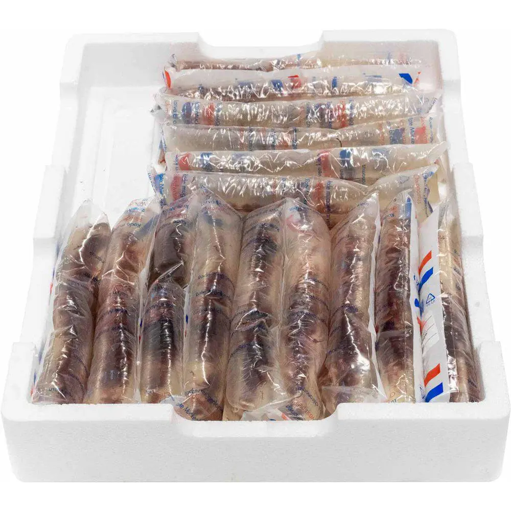Levende Røde myggelarver 90 ml (levende foder - Bloodworms) 5 stk